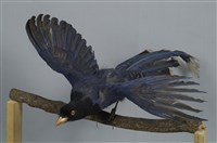臺灣藍鵲藏品圖，第14張